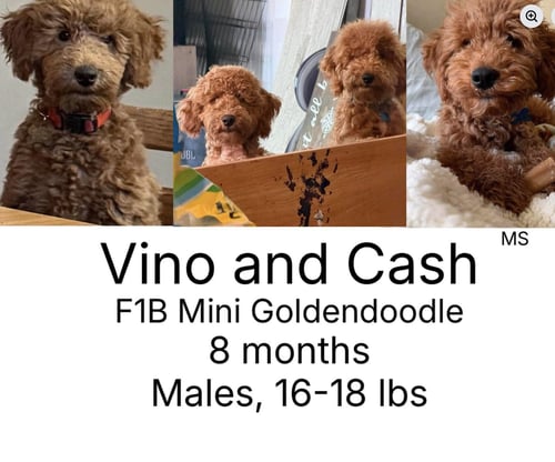 CASH - Poodle (Standard) / Golden Retriever available for adoption