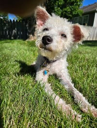 Darla - Photo 4