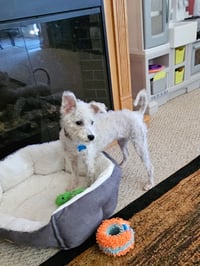 Darla - Photo 3