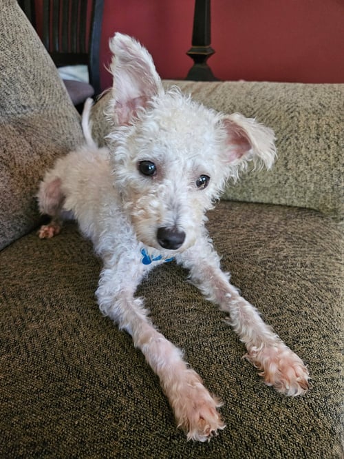 DARLA - Terrier available for adoption