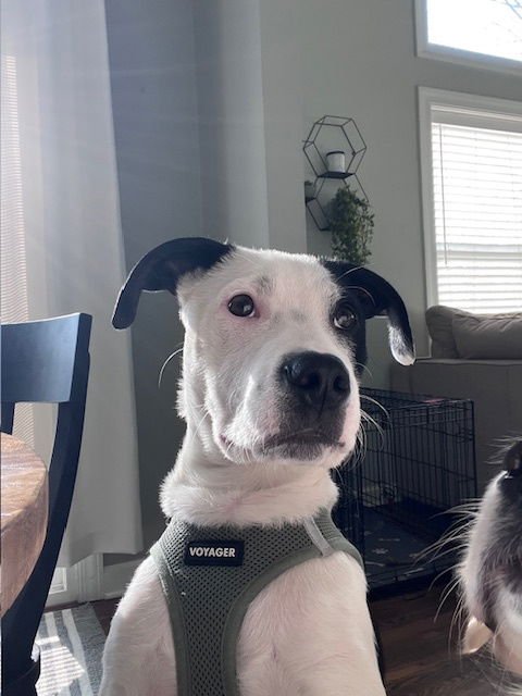 SPOT - Terrier / Hound available for adoption