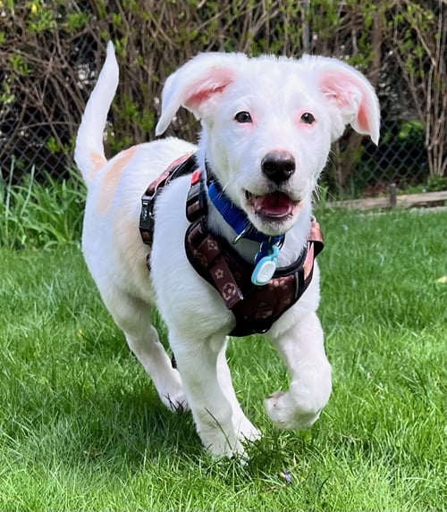 ATLAS - Australian Shepherd / Terrier available for adoption