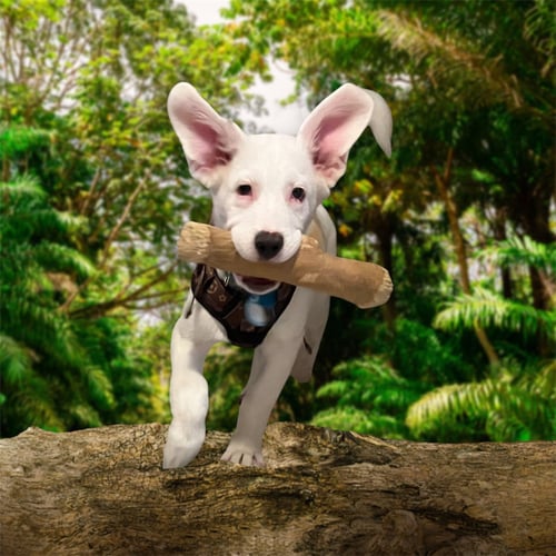 ATLAS - Australian Shepherd / Terrier available for adoption