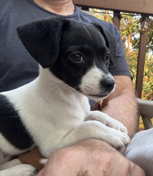 MAYBEL - Chihuahua available for adoption