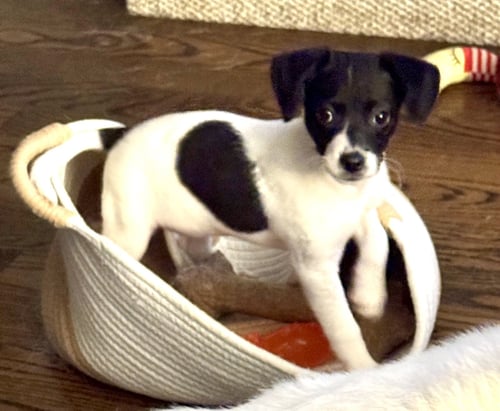MAYBEL - Chihuahua available for adoption