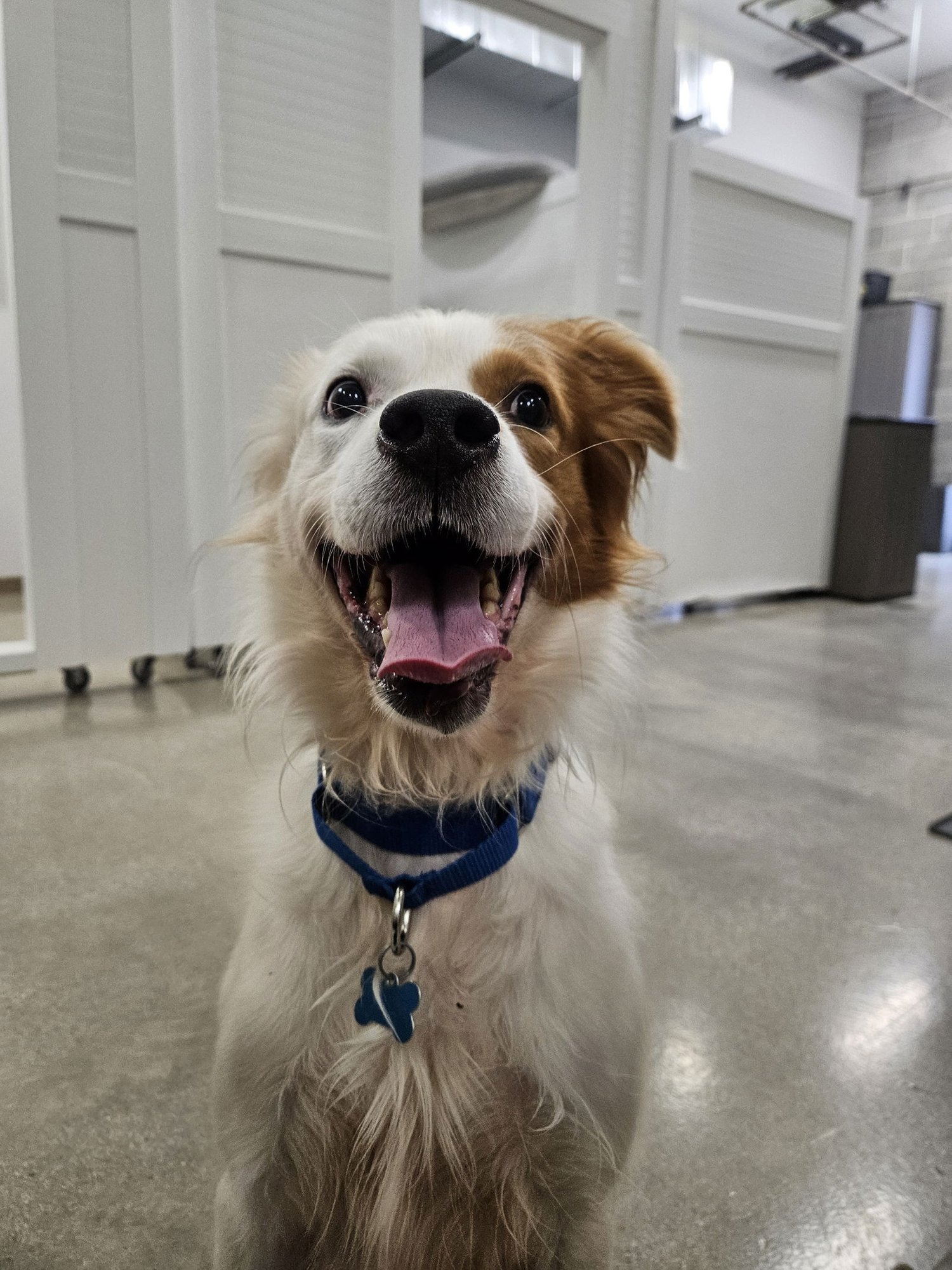 GABRIEL - Brittany for adoption in Aurora