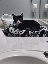 Tux - Photo 2