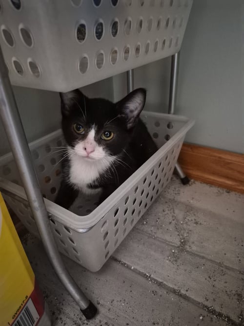 TUX - Domestic Short Hair for adoption in Aurora