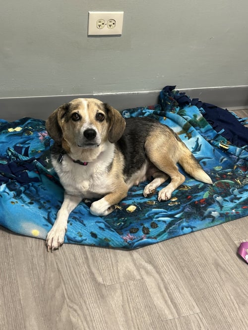 BETTY - Beagle available for adoption