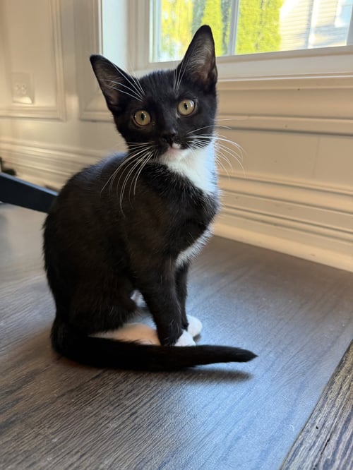 SERRANO - Domestic Short Hair for adoption in Aurora