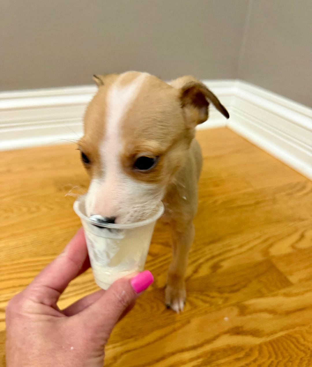 MARSHMELLOW - Terrier / Labrador Retriever available for adoption