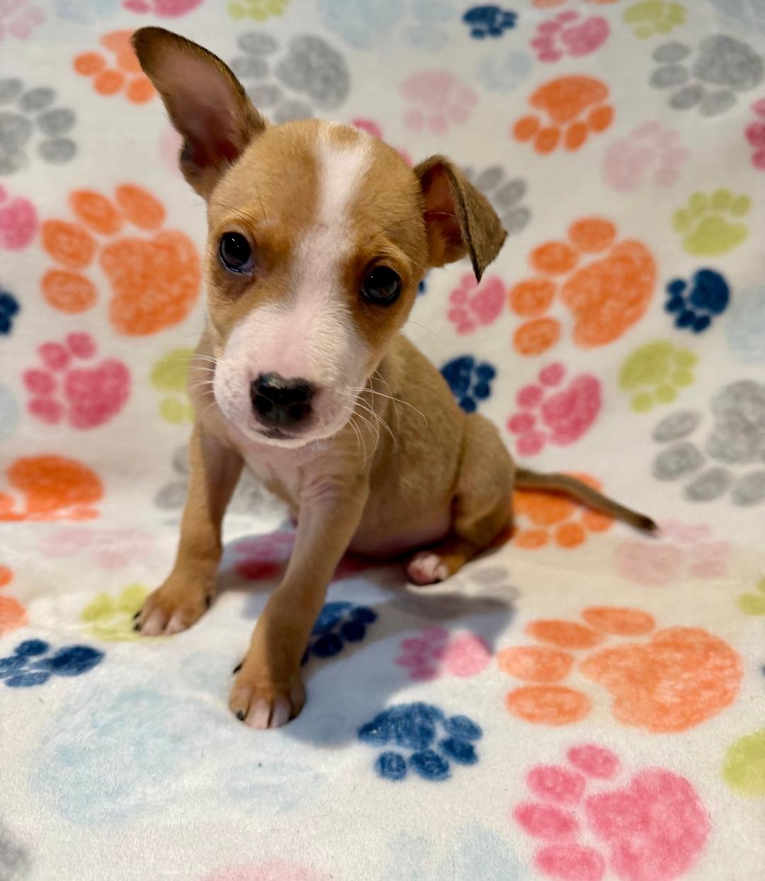 Marshmellow - Photo 3