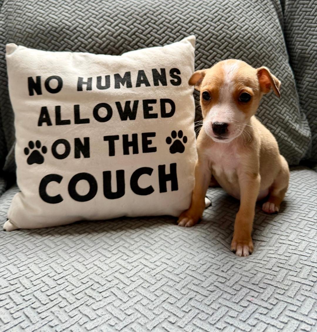 Marshmellow - Photo 4