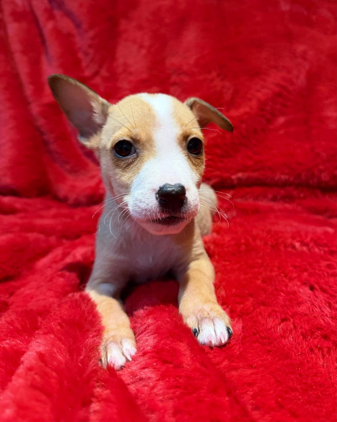 Marshmellow - Photo 5