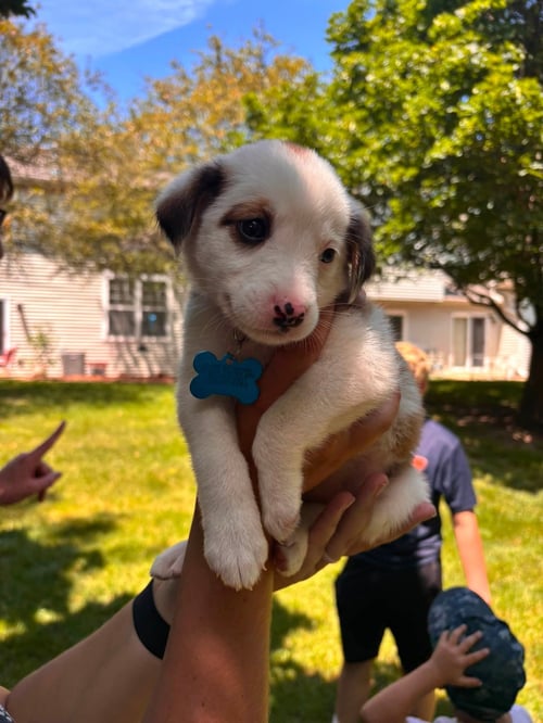 PATSY - Australian Shepherd available for adoption