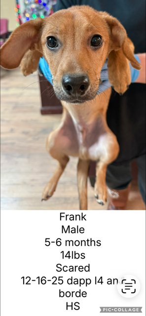 FRANK - Chihuahua / Dachshund for adoption in Aurora