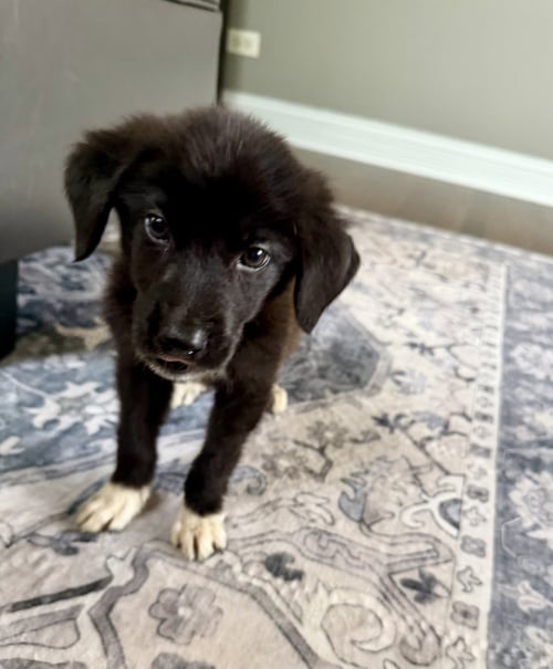 ROLO - Australian Shepherd available for adoption