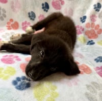 Rolo - Photo 4
