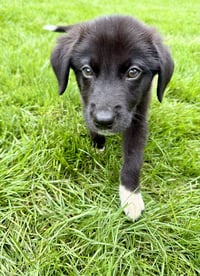Rolo - Photo 5