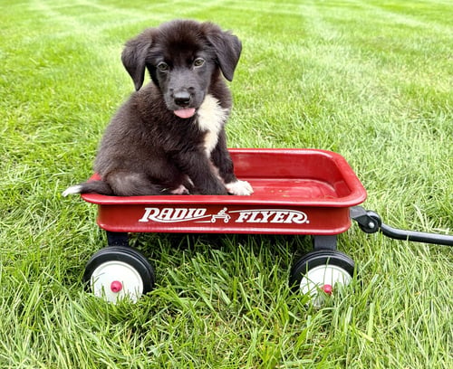 ROLO - Australian Shepherd available for adoption