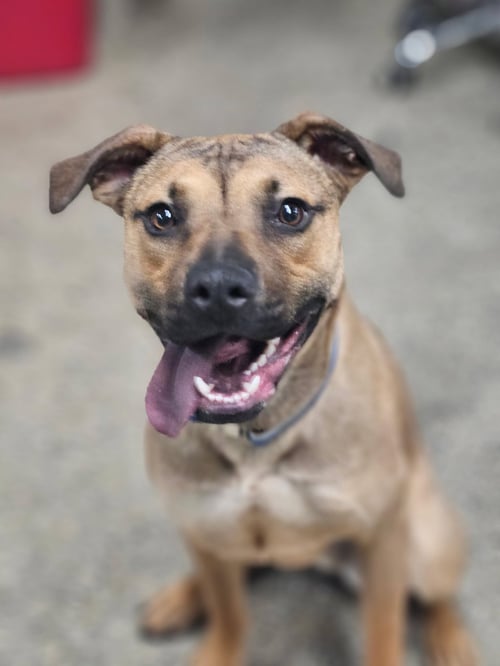 CARMELO - Shepherd available for adoption