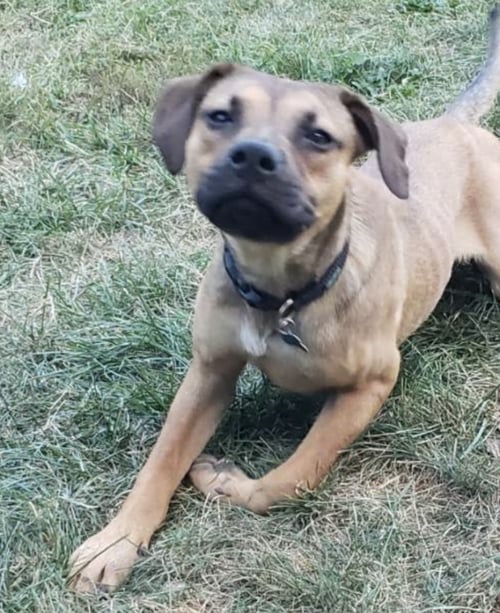 CARMELO - Shepherd available for adoption