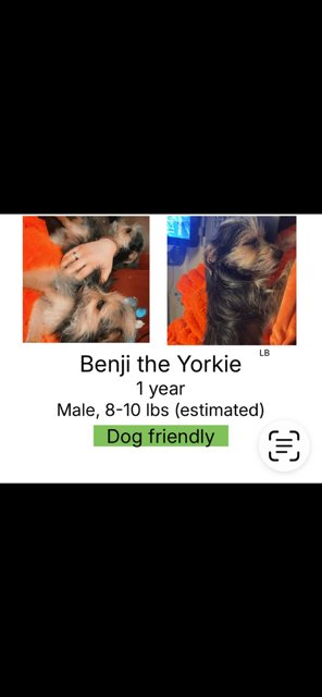 BENJI - Chihuahua / Terrier available for adoption
