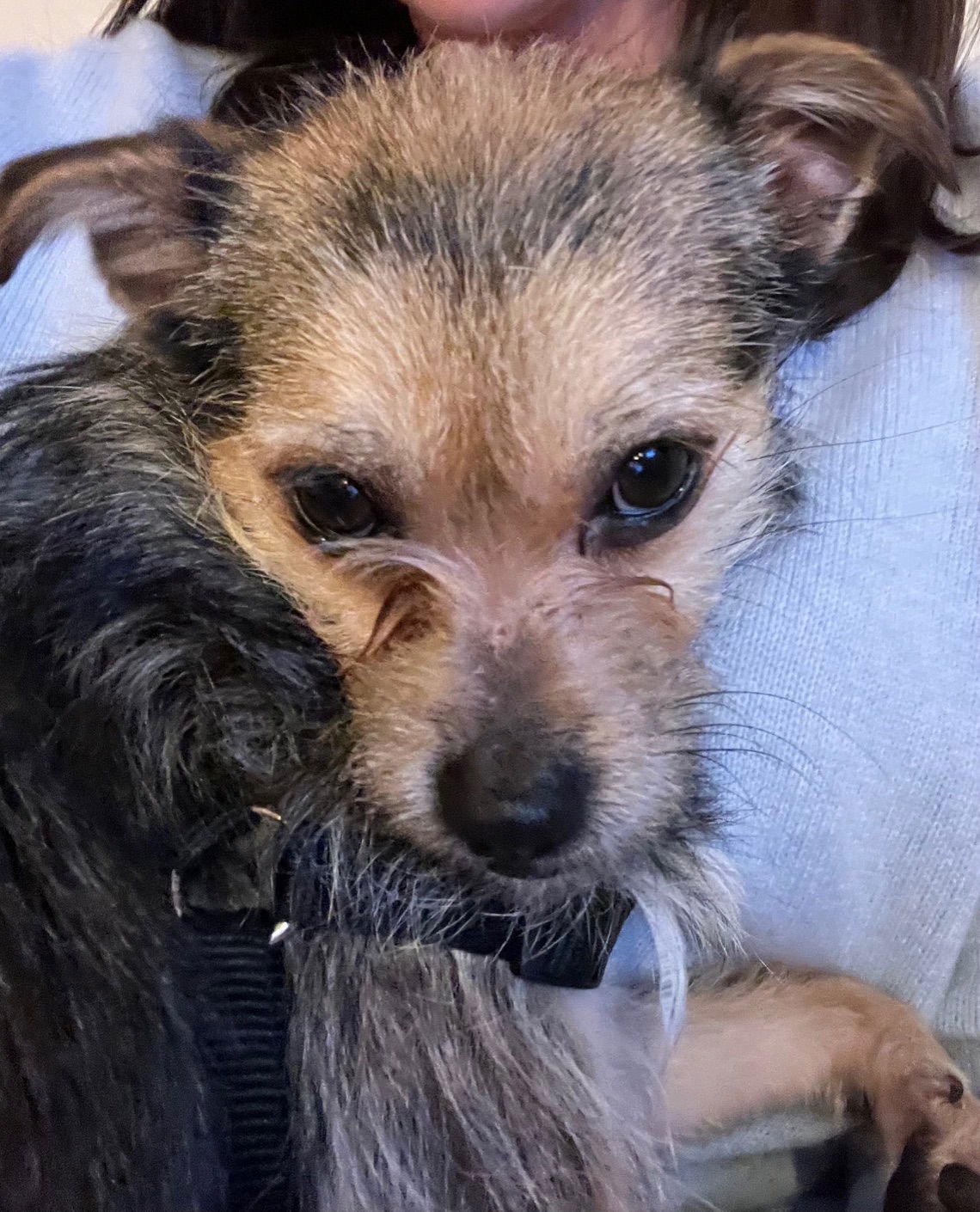 BENJI - Chihuahua / Terrier available for adoption