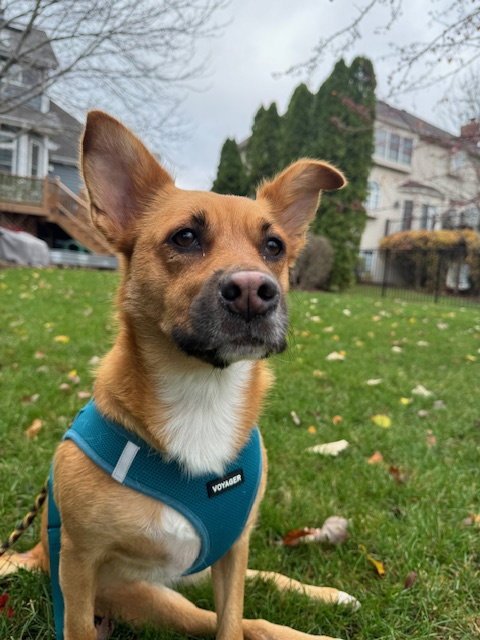POPPY - Shepherd available for adoption