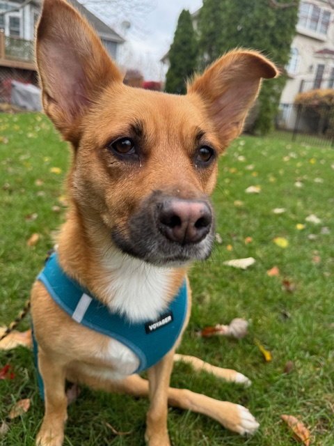 POPPY - Shepherd available for adoption