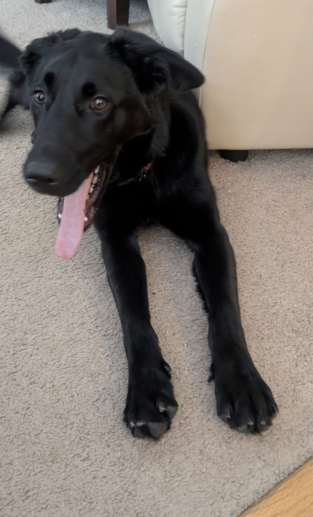 SCARLETT - Black Labrador Retriever available for adoption