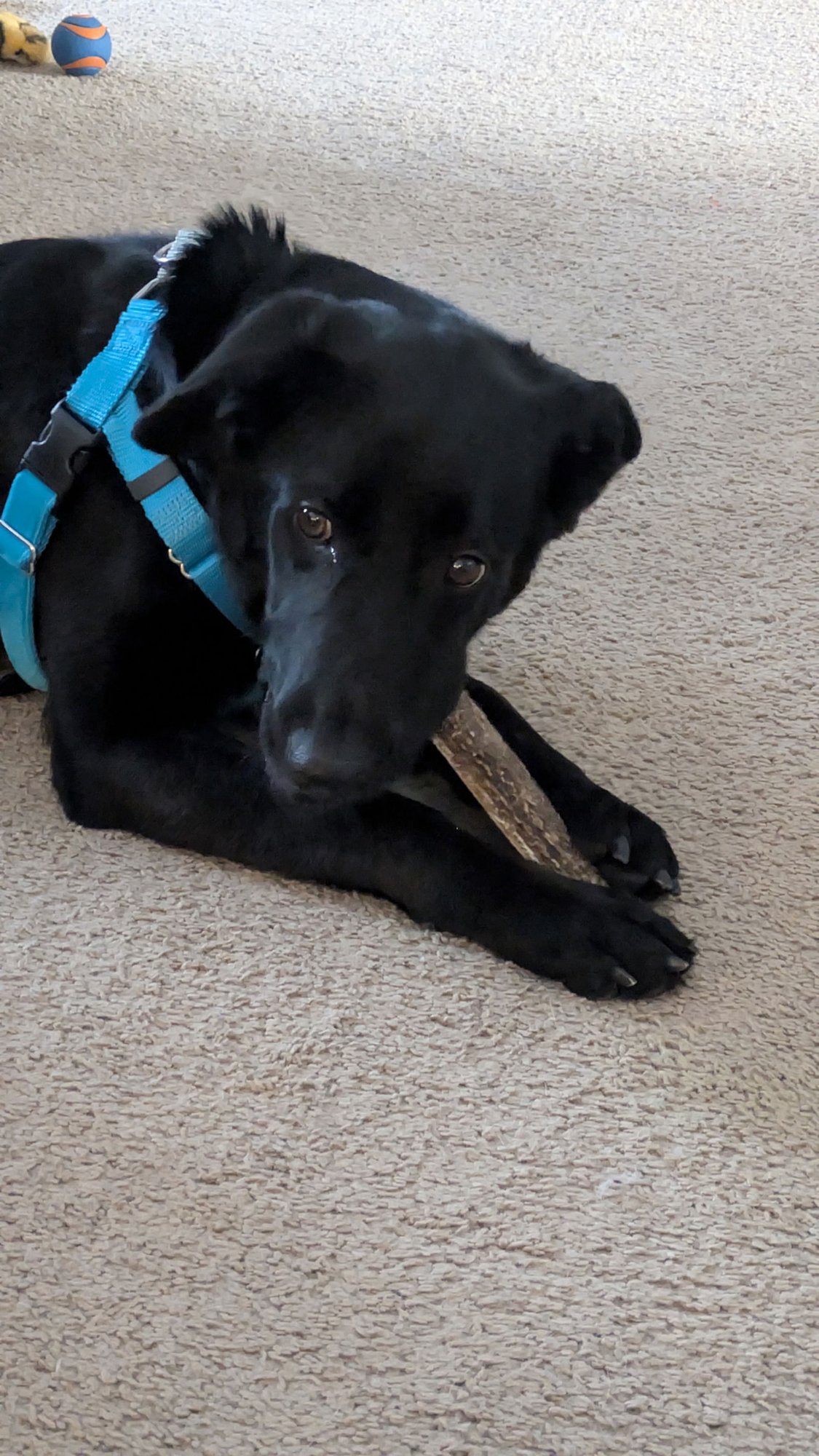 SCARLETT - Black Labrador Retriever available for adoption