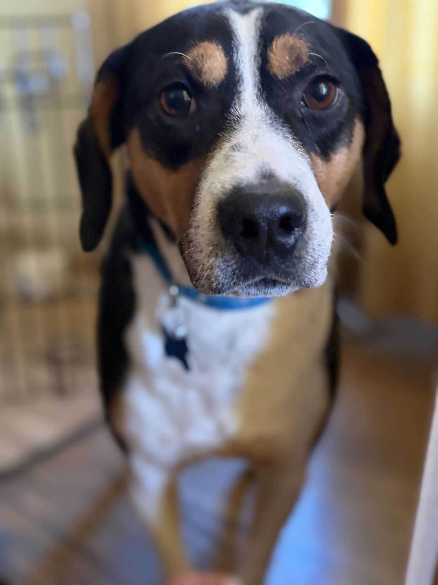 OBO - Hound available for adoption