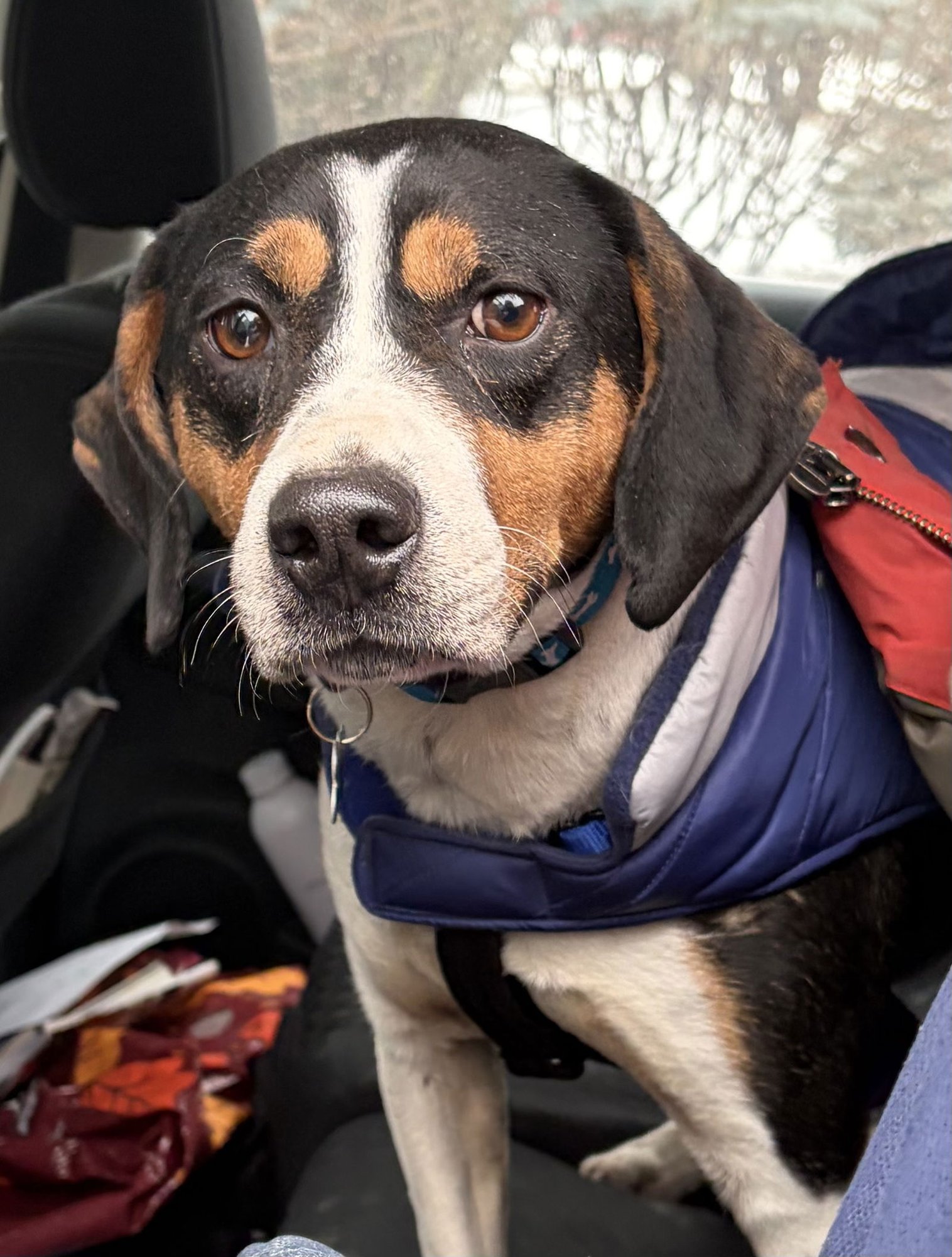 OBO - Hound available for adoption