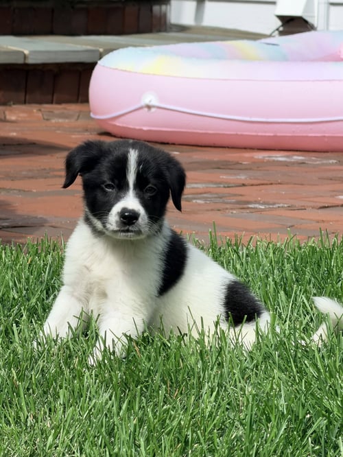 SPAGHETTI - Terrier available for adoption