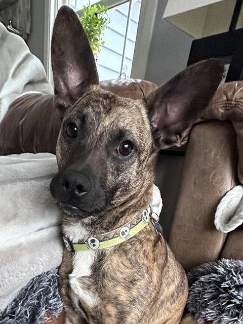 BAXTER - Terrier available for adoption