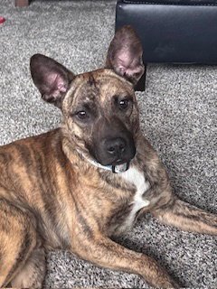 BAXTER - Terrier available for adoption