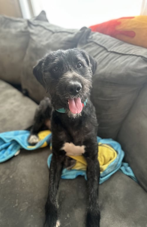 NOODLE - Poodle (Standard) available for adoption