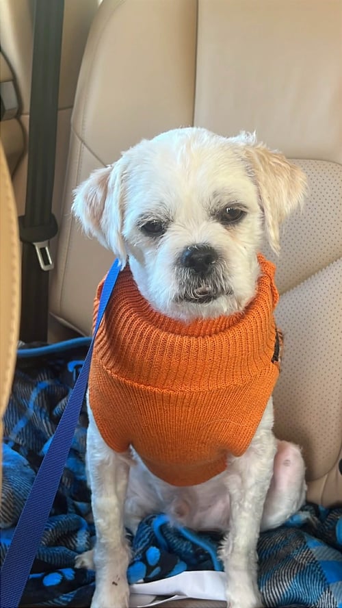 SHUG - Poodle (Miniature) available for adoption