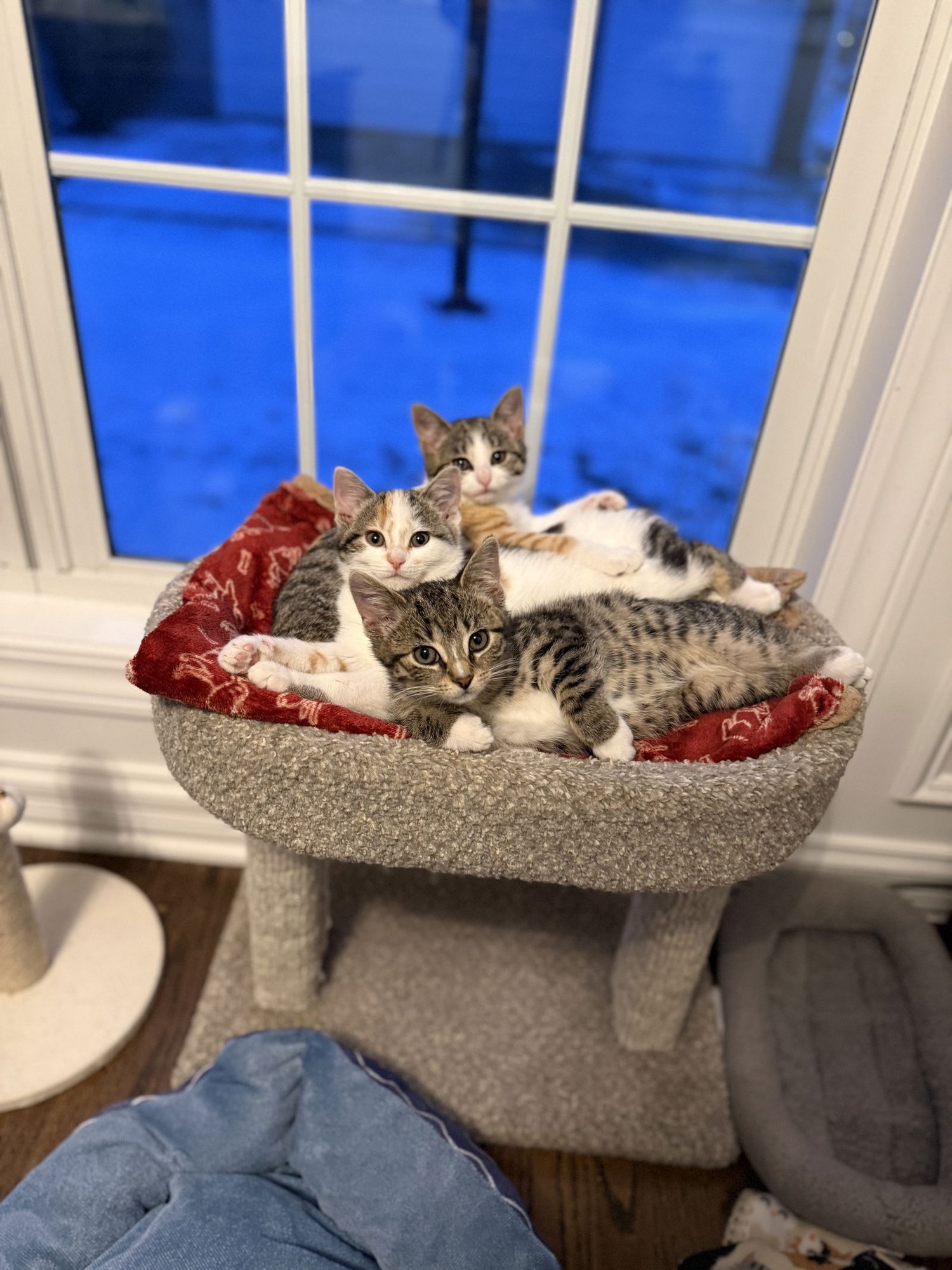 COLBY - Domestic Short Hair for adoption in Aurora