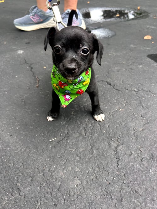WINKIE - Chihuahua / Dachshund available for adoption