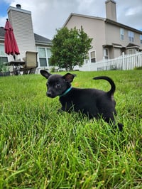Winkie - Photo 3