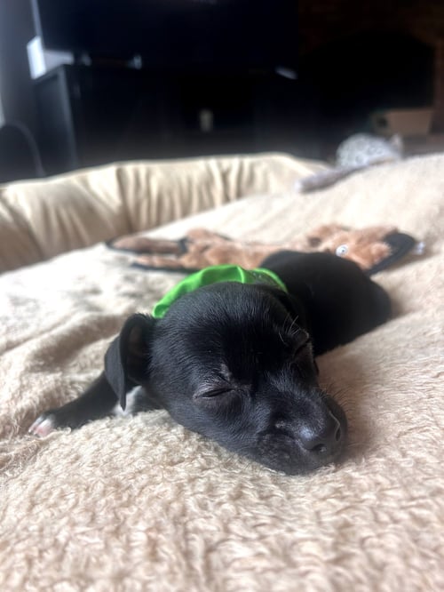 WINKIE - Chihuahua / Dachshund available for adoption