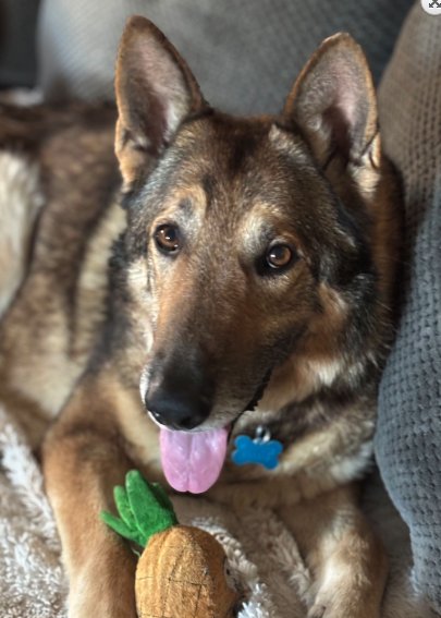 BARRETT - German Shepherd Dog available for adoption