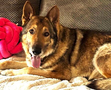 BARRETT - German Shepherd Dog available for adoption