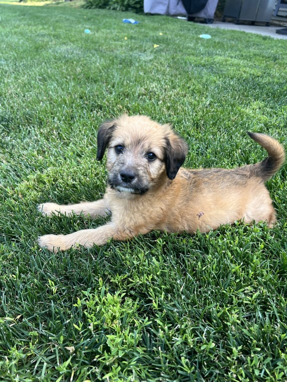 Remi Image