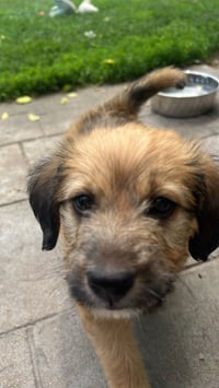 Remi - Photo 3