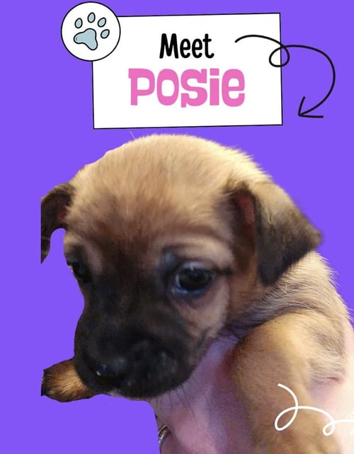 POSIE - Chihuahua available for adoption