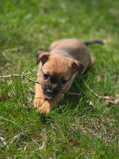 POSIE - Chihuahua available for adoption