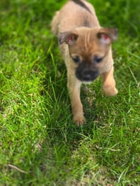 Posie - Photo 3